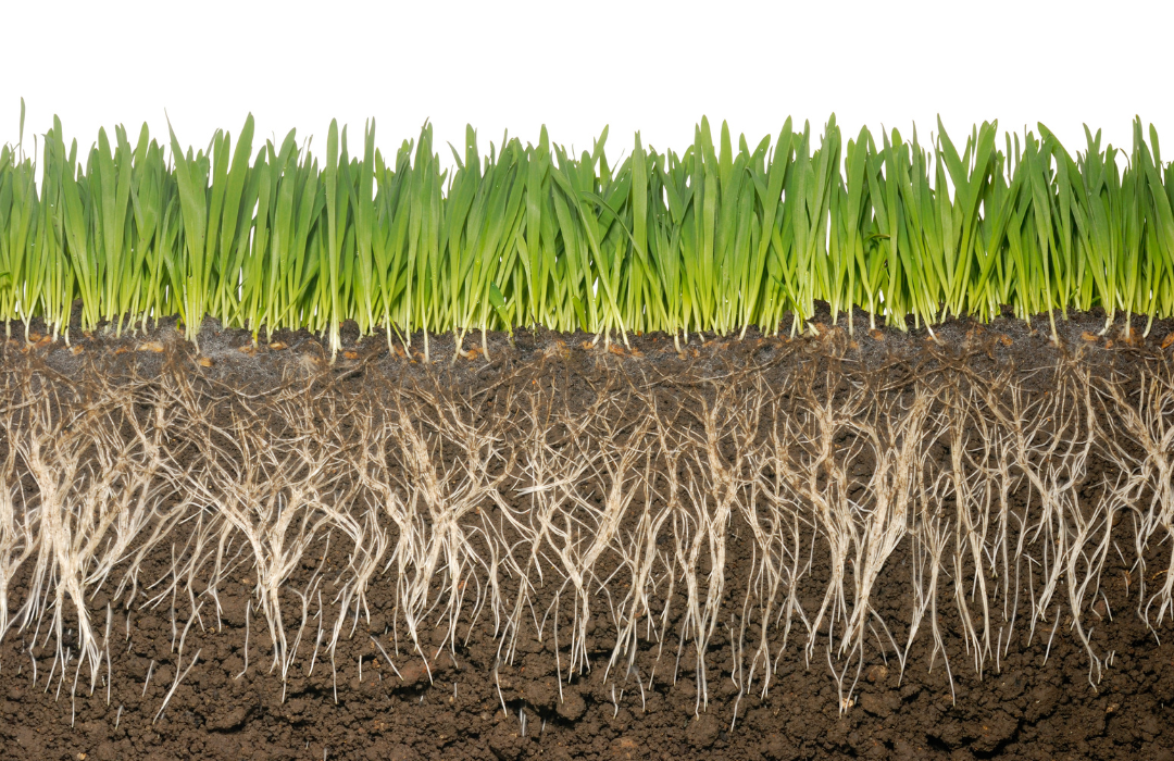 What are Mycorrhizal powders?